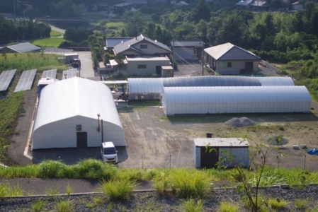 生あらげきくらげ 6パック ※6月下旬以降順次発送予定    和歌山 田辺市 きくらげ 生  天然 無添加 栄養豊富 中華料理 サラダ