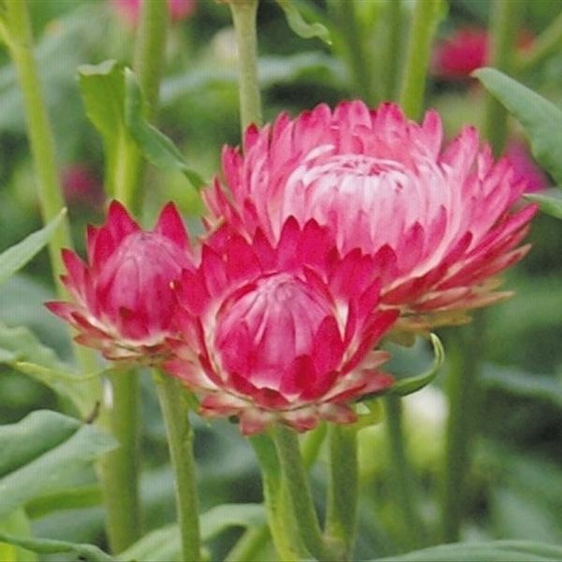 プレゼント 種 花たね 帝王貝細工 ローズ 1袋 0mg Lppbandarlampung Kemenkumham Go Id