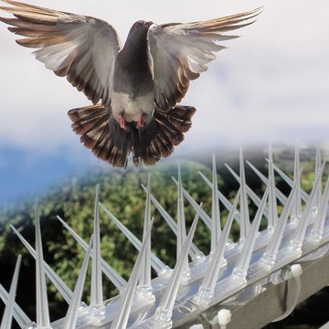 Ding Dong Pet 鳥刺  3個  白色