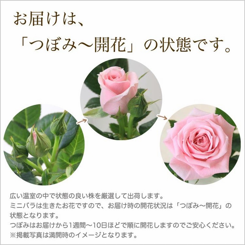 ミニバラ 鉢植え ギフト 赤 黄 ピンク 寄せ植え 誕生日 お祝い ミニバラ 鉢植え ギフト 赤 黄 ピンク 寄せ植え 誕生日 お祝い