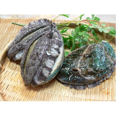 ふるさと納税 すさみ町 やわコリ食感紀州活アワビ 