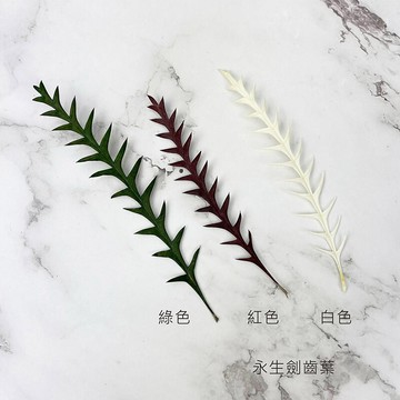 進口永生劍齒葉-乾燥花圈 乾燥花束 不凋花配草 拍照道具 室內擺飾 乾燥花材-5-10cm/1葉