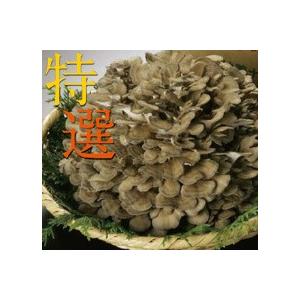 妙義ナバファーム舞茸（まいたけ）１株（約500g）