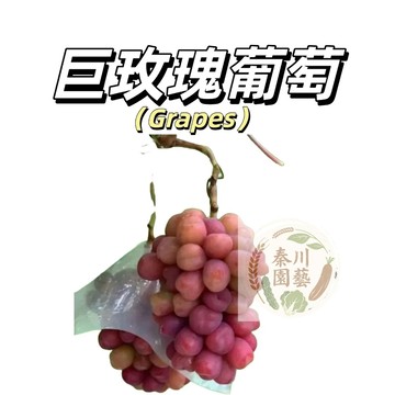 嘉義現貨（巨玫瑰葡萄種子PT-11） 產量高~果色紫紅濃郁玫瑰香味~歐美品種耐熱南北部種植庭院水果種子#Grape