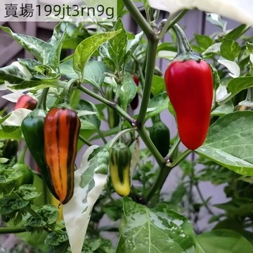 現貨🌶️魚椒辣椒種子（100粒）新種上市 （微辣）高度約為60CM 果實芳香 高產可觀賞可食用辣椒種子 庭院陽台盆栽種植