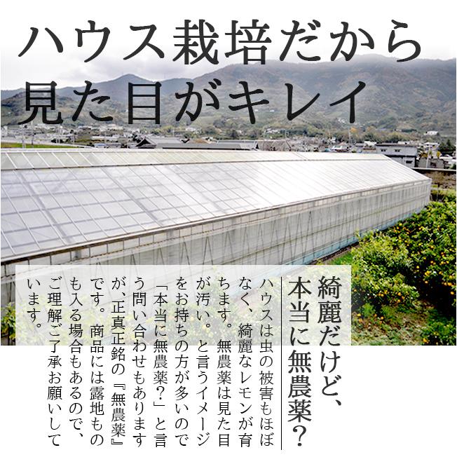 レモン 無農薬 国産 10kg 送料無料 グリーンレモン 青レモン 無農薬レモン ノーワックス 有機栽培 和歌山産 レモン酢 塩レモン 産地直送 グリーンジャンクション