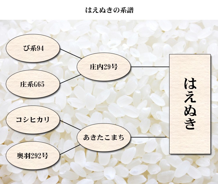 新米 米 白米 5kg はえぬき 山形県産 令和5年産 はえぬき お米 5キロ 安い 送料無料