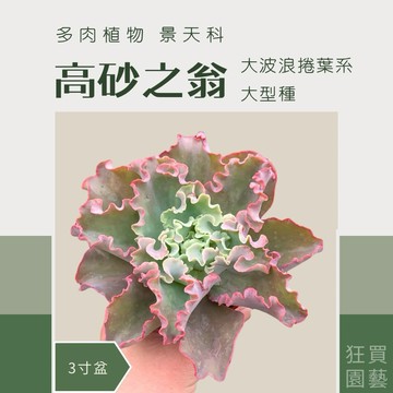 [狂買園藝] 多肉植物 高砂之翁 3寸盆 大型卷肉系列 /仙人掌/送禮小物/婚禮小物