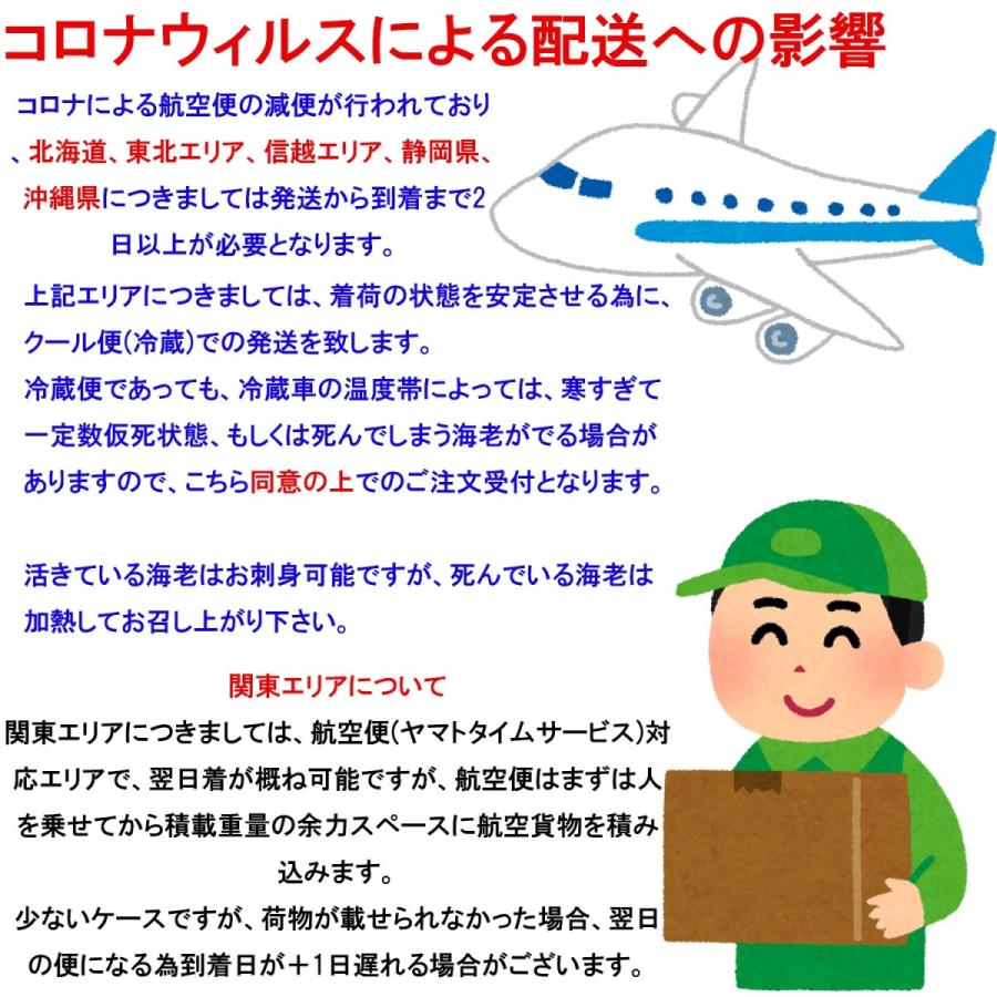 活き 車海老 300g (10-14尾) 熊本県産 生きたまま 水揚げ当日発送！ 鮮度抜群の車エビ