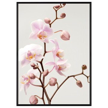 BOLUO GALLERY 菠蘿選畫所 沉醉清香 • 蘭花 BFFB3439B  40 x 30cm  黑色