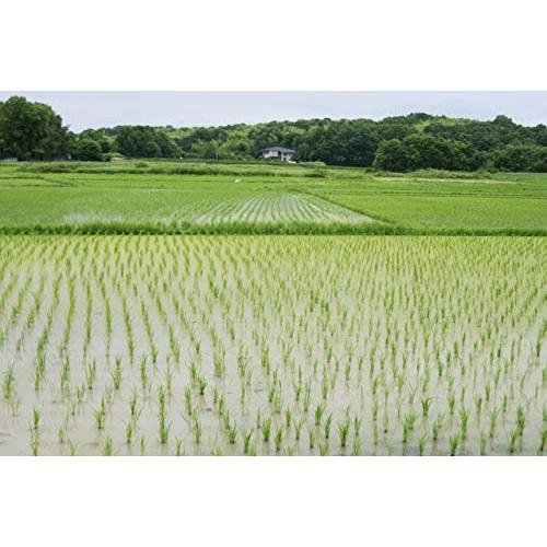 こめーる便 特別栽培米 玄米 島根県産 3合（４５０ｇ）パック