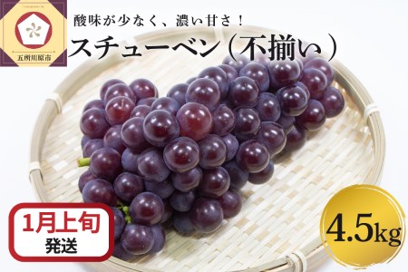  ぶどう スチューベン 4.5kg 大きさ 不揃い 家庭用 青森