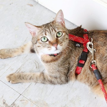 FLASH閃電系列 貓用工字胸背 紅黃