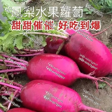 現貨 鳳梨蘿蔔種子（250粒）水果蘿蔔 甜心蘿蔔 可生食蘿蔔 日本品種 特色蔬菜種子 陽台盆栽 沙拉生吃 家庭農場 清脆
