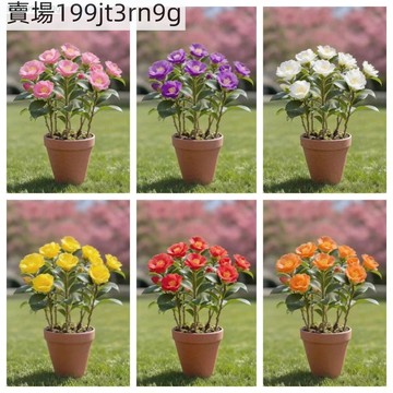 現貨 新品南非茉莉（100粒） 新品種 四季種植 紅花迷你重瓣茉莉花 耐寒耐熱 盆栽庭院 超長花期