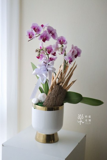 春節商品-蘭花盆-春節花禮 過年送禮 新年商品