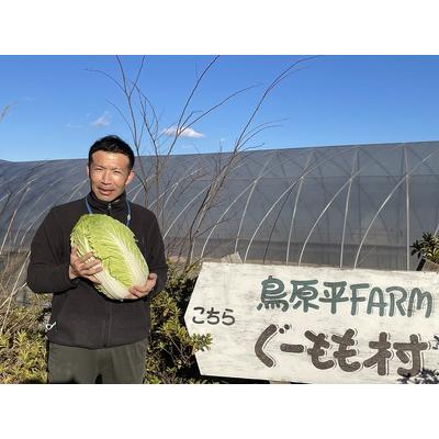 ふるさと納税 無農薬大玉白菜　1個　山梨県北杜市白州産 山梨県北杜市