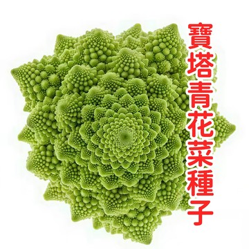 寶塔青花菜種子 台灣稱青花筍種子 翠玉青花菜苗 室內盆栽蔬菜種籽 塔狀花椰菜 可食用觀賞植物 家庭菜園種植 耐熱易栽種