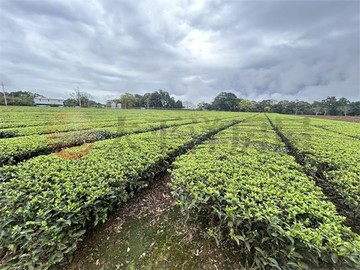 龍潭一般農｜桃園市龍潭區富林段