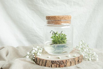 小室瓶栽 食蟲植物【毛氈苔】吃果凍長大的植物 室內療癒盆栽