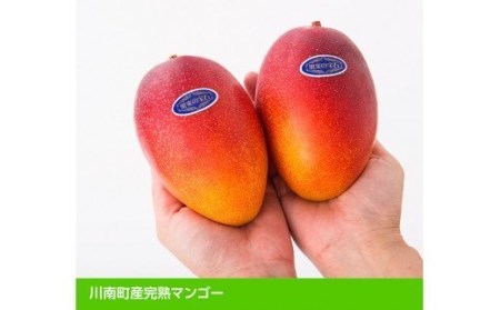 宮崎県産完熟マンゴー「果実の宝石」４Ｌ×２玉