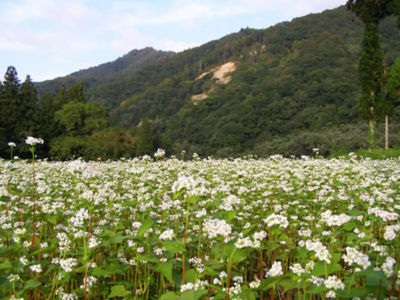 山形 玉谷製麺所 タマヤセイメンジョ 山形そば街道セット パスタ・めん類