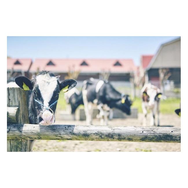 ふるさと納税 福岡県 福岡市 のむヨーグルト伊都物語　伊都の朝ヨーグルトセット