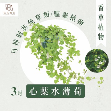 【拈花微笑】心葉水薄荷｜3吋｜香草植物｜驅蟲植物｜藥用｜精油｜觀賞