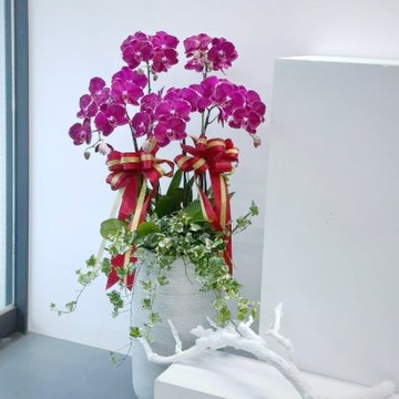 榮陞祝福地蘭花/D213700-1/5株/盆