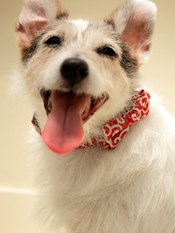 日系和風寵物蝴蝶結可拆項圈