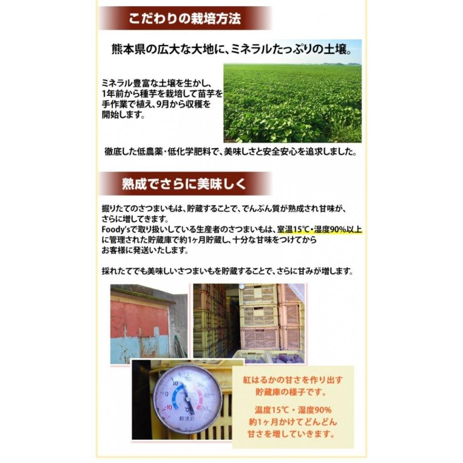 さつまいも 紅はるか 訳あり 10kg 箱込（内容量9kg＋補償分500g) 送料無料 無選別 べにはるか 熊本県産 サツマイモ 紅蜜芋 芋 いも