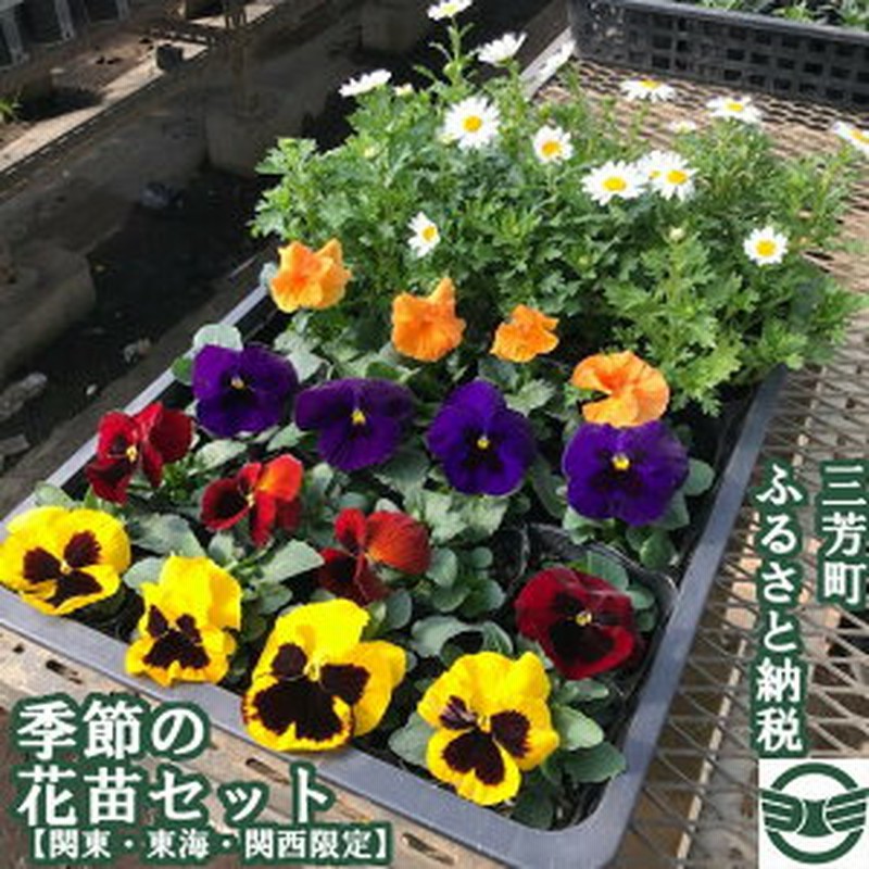 季節の花苗セット 通販 Lineポイント最大4 0 Get Lineショッピング