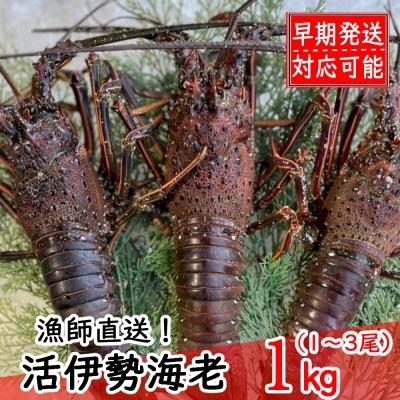 ふるさと納税 室戸市 活伊勢海老1kg