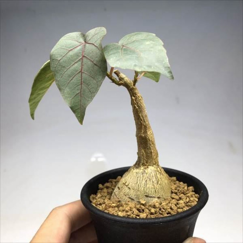 フィカス パルメリー 塊根 フィカス パルメリー | tocolier