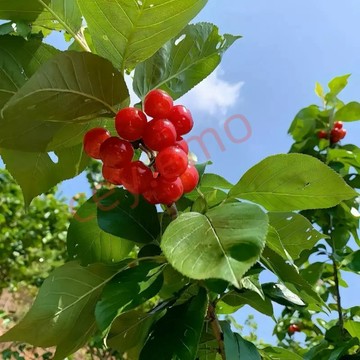 🍒【甜心Sweert Heart櫻桃種子】🍒當年新種 多年生車厘子種子 硬度高，酸甜風味，果肉爽脆 庭院陽台盆栽