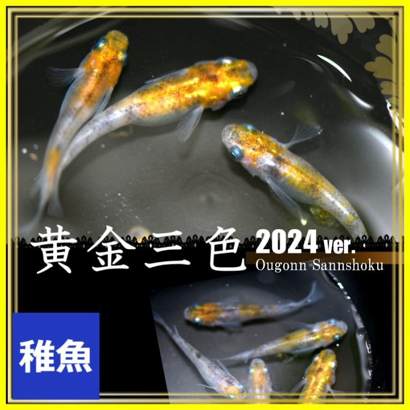 メダカ/ 2024ver黄金三色錦めだか 稚魚10匹 2024バージョン | LINEブランドカタログ