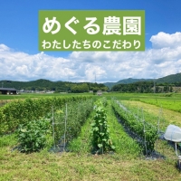 旬の味！お野菜 詰め合わせBOX 8～10品目×6回（栽培期間中 農薬・化学肥料不使用） 京都 亀岡 京野菜 農家より直送