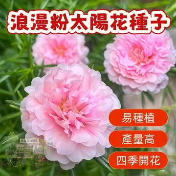 🌹浪漫粉太陽花種子  四季種植 稀有重瓣 四季播種松葉牡丹易活開花不斷室內外陽臺種植 觀賞花卉種子 超低價
