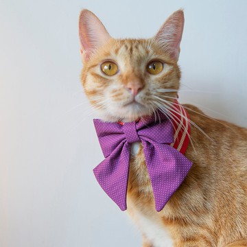 某少女戰士 寵物項圈 領結造型彩色圍脖 紫 紅組合