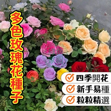 台灣-24H-發貨  新手易種 【多色玫瑰花種子】四季種植 花卉種子 香水玫瑰種子 地栽盆栽 超美 超優 超低價