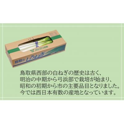 ふるさと納税 米子市 鳥取県産　白ねぎ(3kg)