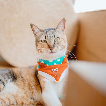 寵物領巾-狐狸-綠白點點