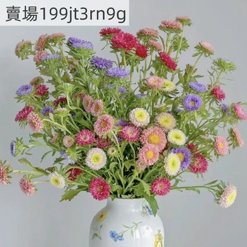 現貨🏵️【矮生重瓣翠菊種子】🏵️ （500粒）四季種植 正品菊花種籽 格桑花種子 庭院陽臺易活 四季開花室外花種籽