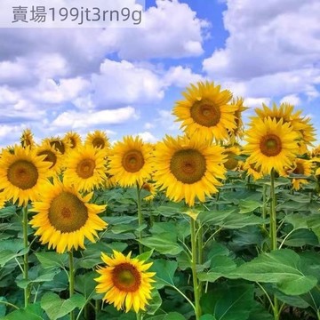 現貨🌻向日葵種子大全 （50粒）可觀賞 可食用 多頭玩具熊向日葵 可做切花 四季盆栽種植 陽台庭院大田可種植 高產抗病種