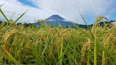 厳選極上米ゴールド5kg 定期便