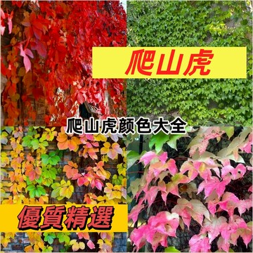 【天然綠幕】爬山虎種子｜牆面降溫5°C 隔熱節電｜打造生態綠牆 友善環境｜生命力超強 懶人植物 陽台盆栽可種植