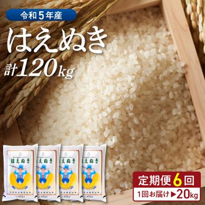 ふるさと納税 河北町 ※2024年3月後半スタート※はえぬき 120kg定期便(20kg×6回)山形県産