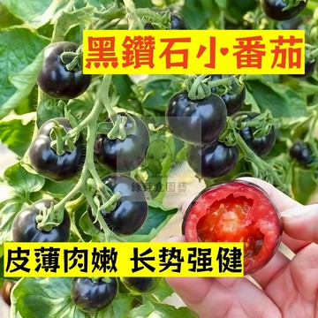 🌱早熟高產（黑鑽石番茄種子FQ-10）皮薄肉嫩 长势强健 抗寒性优 抗病性强 易生長  抗病抗旱易種植 高產水果番茄種子