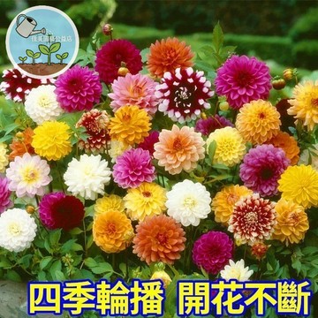 大麗花種子 大理花 天竺牡丹種子  庭院盆栽 切花品種 夏季開花 花色豐富 好種植 花園造景 繽紛花海