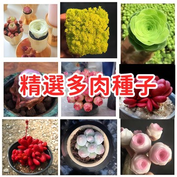 【精選多肉種子】台灣現貨 多肉植物 景天科 石蓮花 玉露 熊童子 生石花 仙人掌 易種植 新手推薦 療癒小物 盆栽 陽台